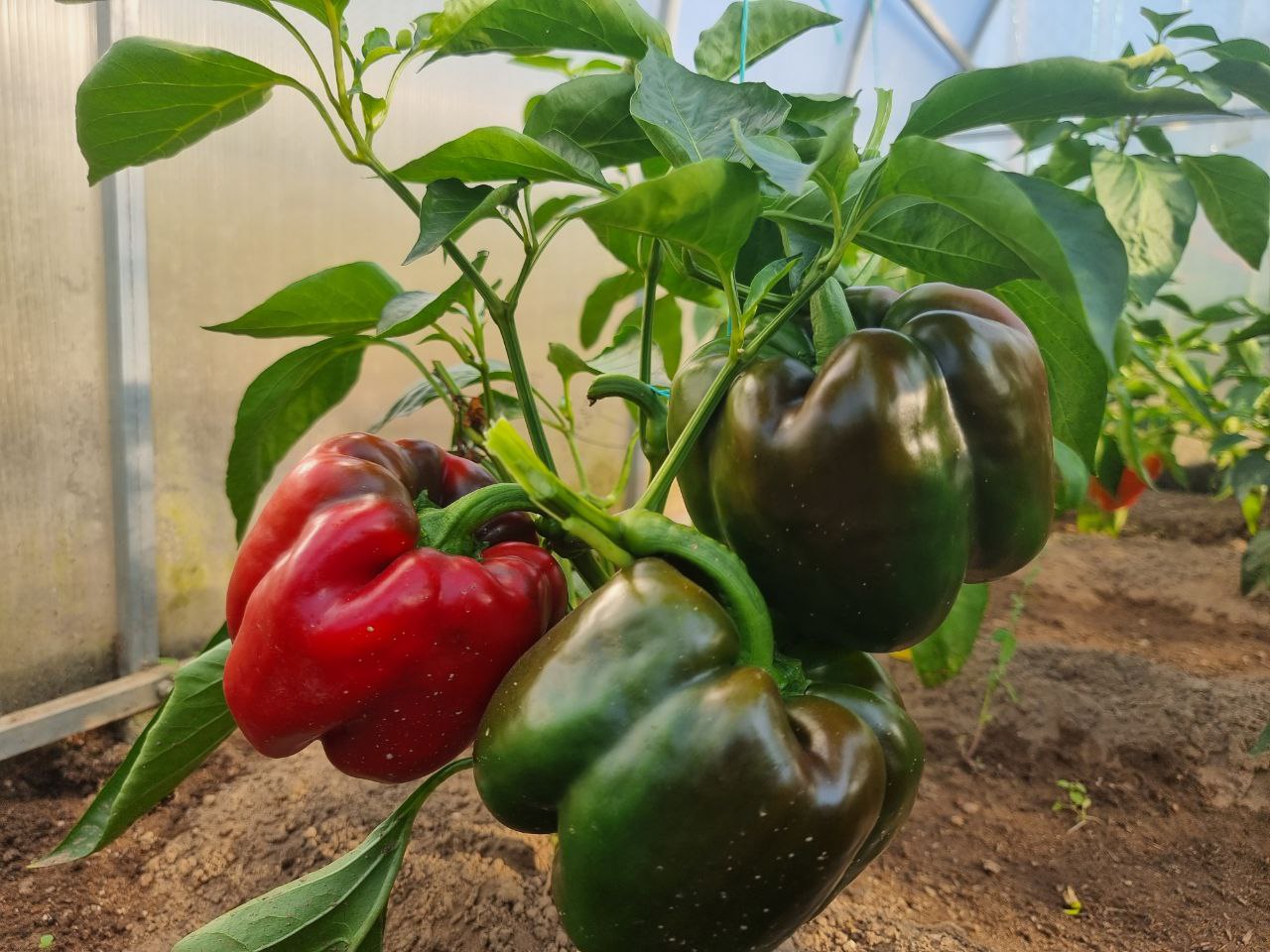 Чому не можна садити томати після перцю: правда про хвороби перец