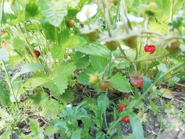 Чим оздоровити ґрунт після суниці: що посіяти на звільненій плантації