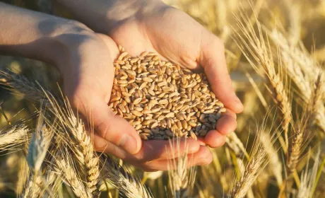 Електронна взаємодія: обробка насіння E-Vita розширює можливості застосування біопрепаратів та підвищує врожайність.