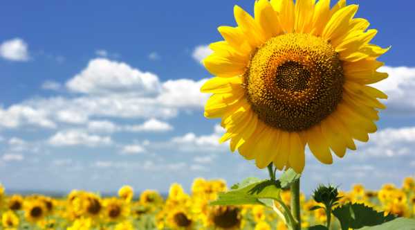 Вершина цін на соняшник зафіксована в Україні.