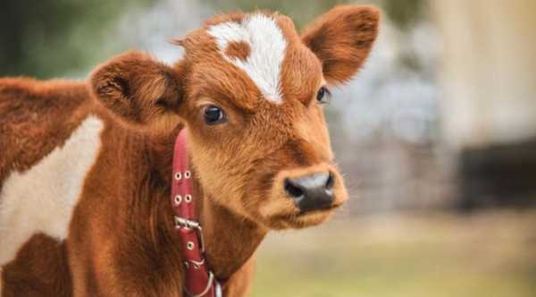 Україна зможе постачати велику рогату худобу в Алжир