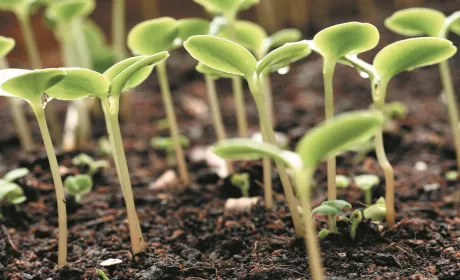 Захист розсади від хвороб