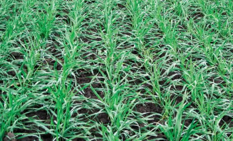 Зимові посіви: виявлення хвороб і захист рослин