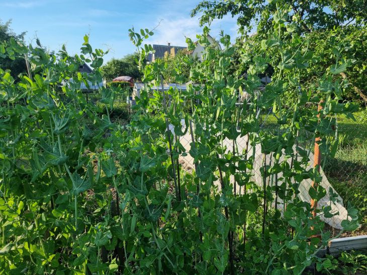 Що посадити після гороху, щоб він залишив цінну спадщину у ґрунті —&hellip;