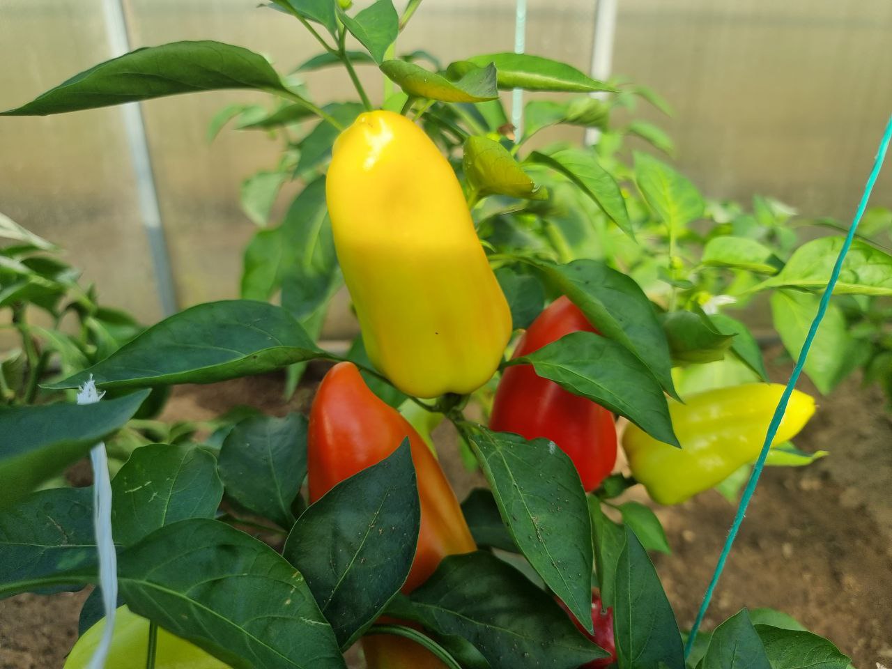 Що посіяти після перцю для її відновлення: про це не розповість сусід із дачі перец