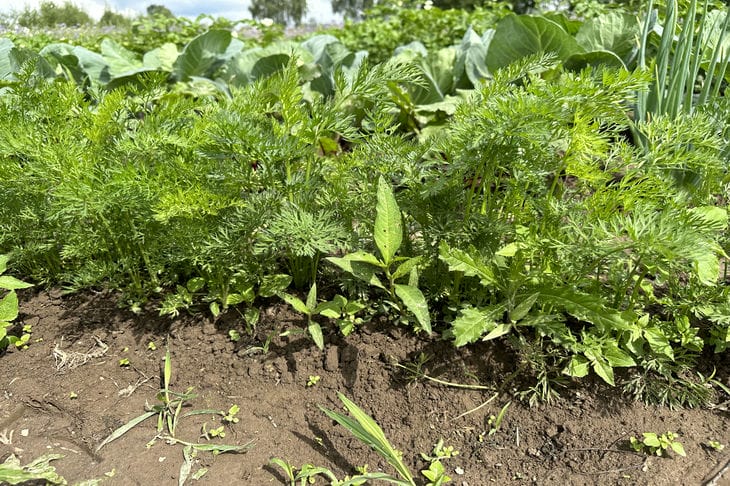 Як морква та кріп гублять один одного: класична помилка новачків