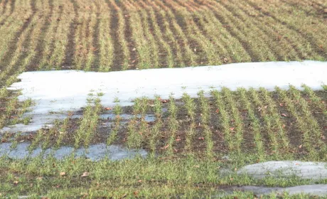 Spring Follows Winter: Nourishing Winter Crops