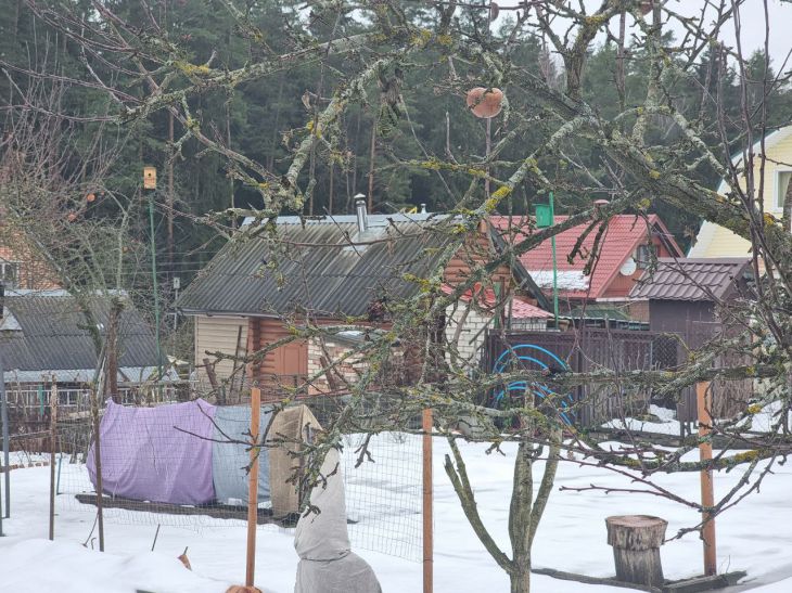 Що полити окропом навесні на дачі, щоб пробудити рослини та вбити шкідників