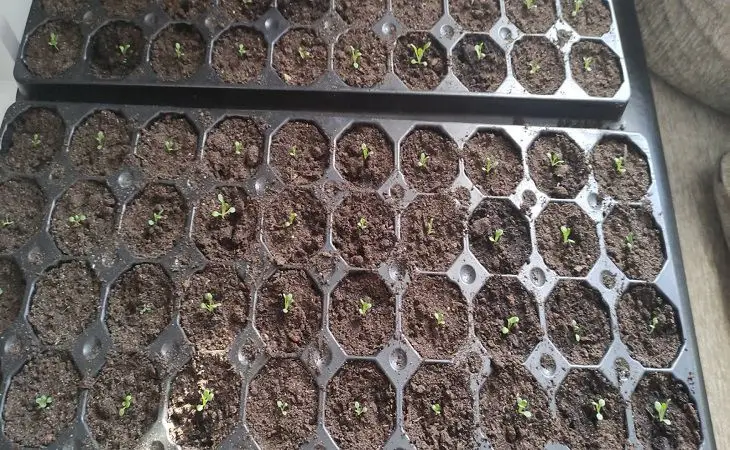 Як зробити грунт для розсади вдома: простий рецепт, який кращий за магазинний