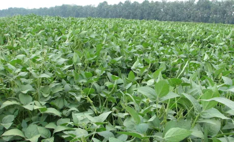 Дія біоінокулянтів на сою при підготовці насіння: вплив часу обробки.