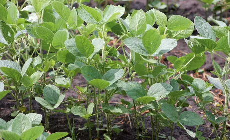 Lumitreo™: Трикомпонентний захист для вашого врожаю