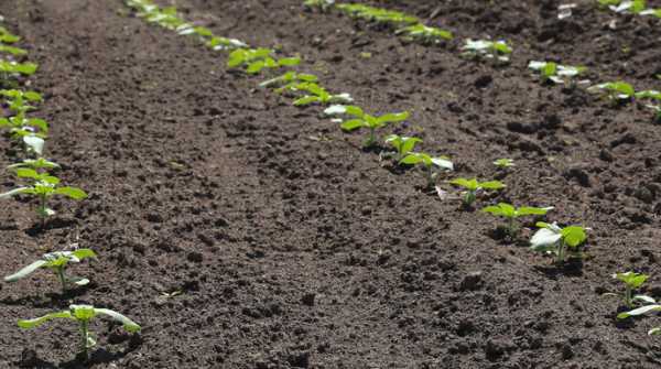 У 2026 році аграрії надаватимуть перевагу соняшнику та кукурудзі.