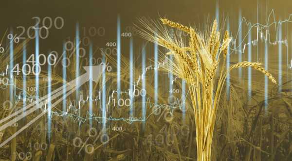 В Україні зріст цін на пшеницю після періоду стабільності.