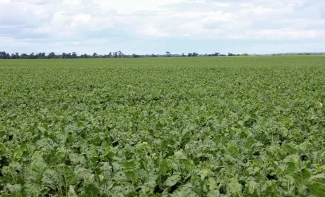 Добрий збір цукрового буряку — які невидимі перспективи?