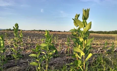 Як здолати ластовень у кукурудзяному полі