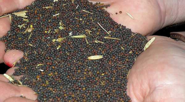 Ріпаковий ринок переходить у фазу спокою.