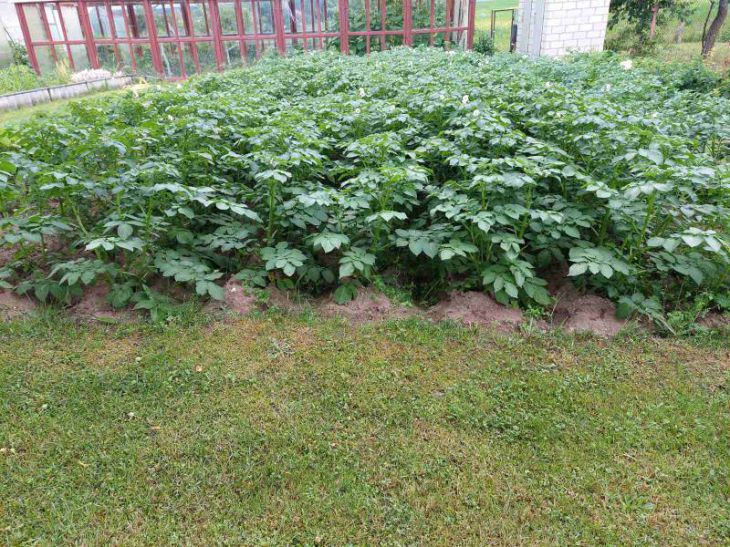 Що посадити після картоплі: секрет, про який мовчать агрономи