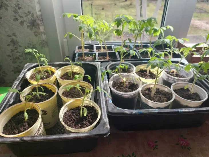 Жовтіють листя? Чим терміново підгодувати розсаду, щоб урятувати врожай