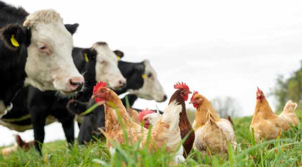 В Європі вперше виявлено пташиний грип у великої рогатої худоби.