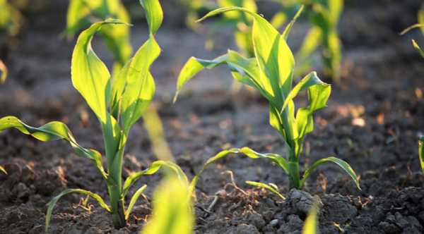 Українські посіви пшениці зменшаться на 5%