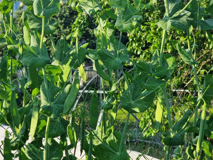 Чому після гороху все росте як на дріжджах: 7 найкращих послідовників