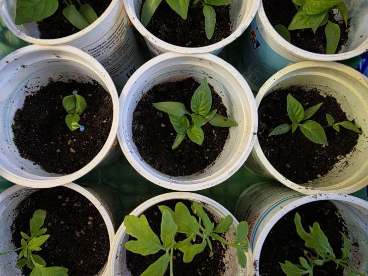 Яке світло губить розсаду: 3 помилки на підвіконні, які ви робите