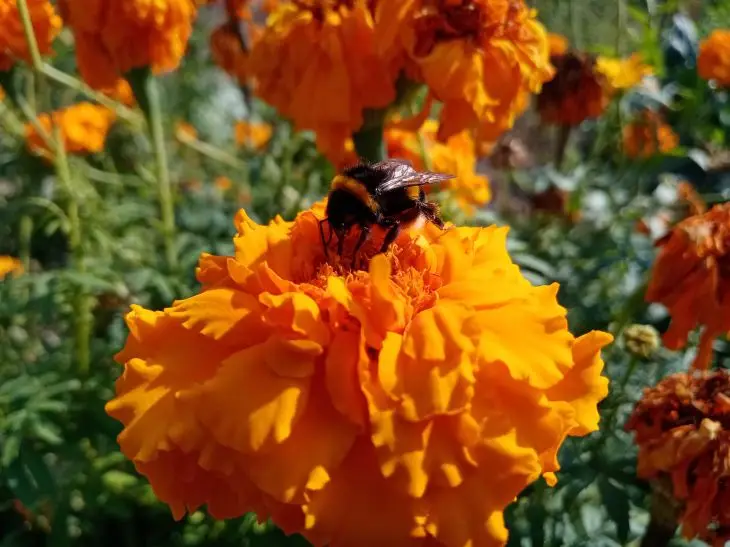 Навіщо сіяти чорнобривці на городі: 7 культур, які вони рятують від загибелі