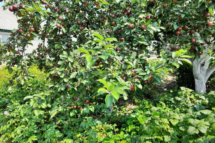 Що спільного у яблуні та картоплі: небезпечне сусідство, яке знижує врожай