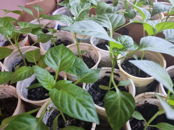 Навіщо гартувати розсаду перед висаджуванням: і як робити це правильно