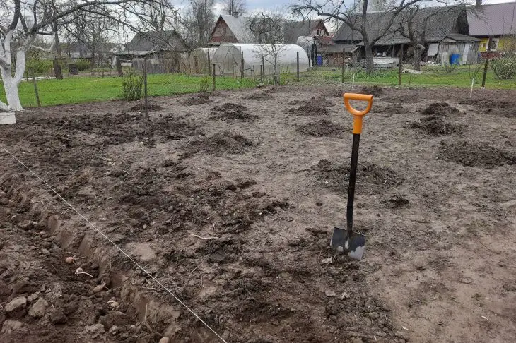 Що посадити після квасолі: про це повинен знати кожен городник