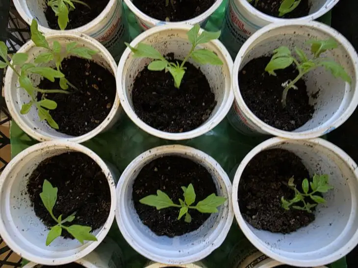 Зелені, як смарагд: чим поливати розсаду, щоб вона була кремезною і не хворіла