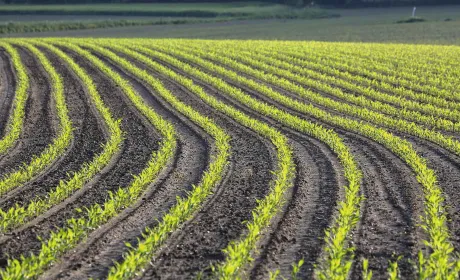 Збереження родючості ґрунтів: передові методи