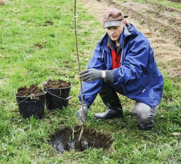 Як упорядкувати присадибну ділянку після зими?