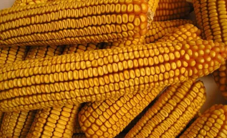 Видатні гібриди кукурудзи з Києва