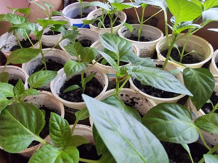 Тонка і бліда: як виправити розсаду, що витяглася, без пікірування