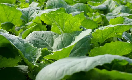 Всебічна стратегія весняного захисту посівів ріпаку: протидія хворобам, стресовим факторам та оптимізація&hellip;