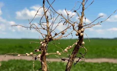 Усе стартує з ґрунту