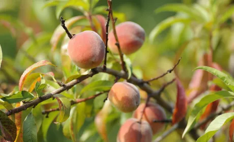 Морози до приходу весни: як бути з абрикосами та персиками