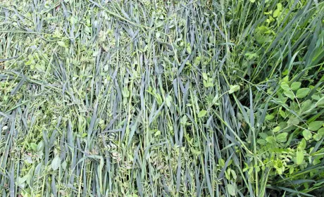 Віктор Філатов: «Природа сама керує багатьма процесами», або Досвід застосування для ґрунту, чергування культур…