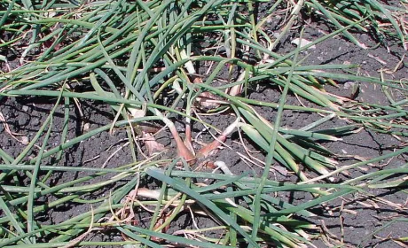 Цибуля-шалот: легке вирощування