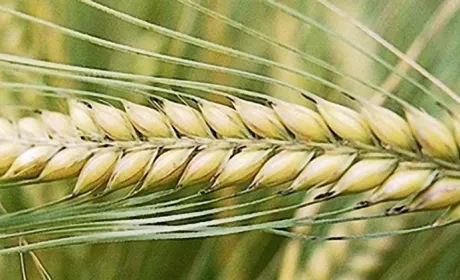 Як виростити хліб і побудувати бізнес!