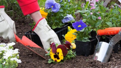 Які квіти садити у березні-квітні? Готуємось до дачного сезону