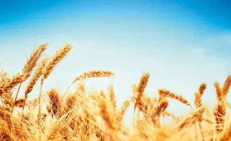 Тремізія™: найефективніше поєднання флуіндапіру та флутриафолу