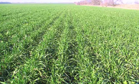 Весняне меню для пшениці