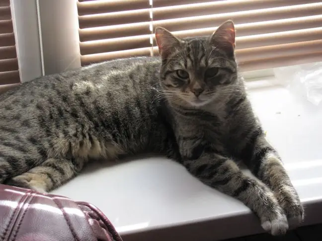 Кішка на підвіконні: як захистити розсаду від вусатого хулігану