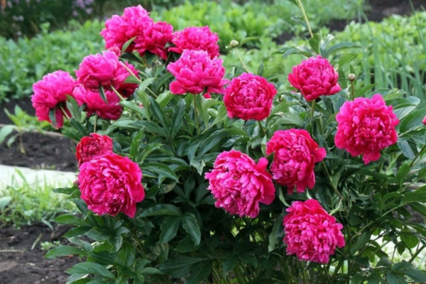 Як організувати на ділянці цвітіння з весни до осені?