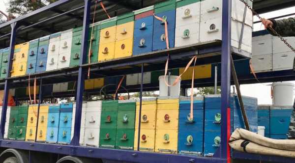 Пасічники мають до 15 травня оновити інформацію про свої пасіки