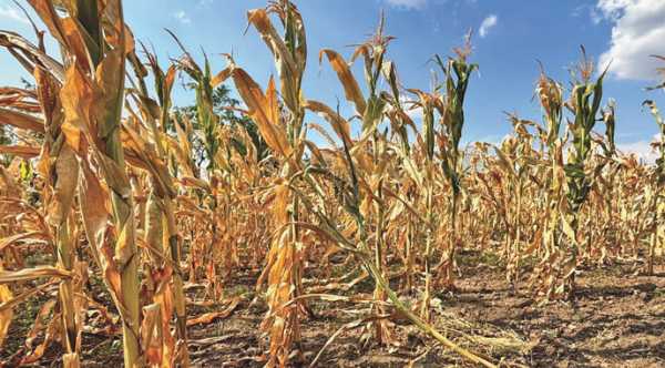 Фермерам Херсонщини нараховано 237 мільйонів гривень за втрачений урожай.