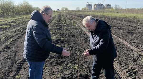 На Київщині закладено найбільш північний сад мигдалю