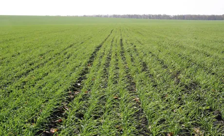 Ефективні методи боротьби з дводольними бур’янами в зернових культурах за допомогою гербіцидів IFAGRI від&hellip;